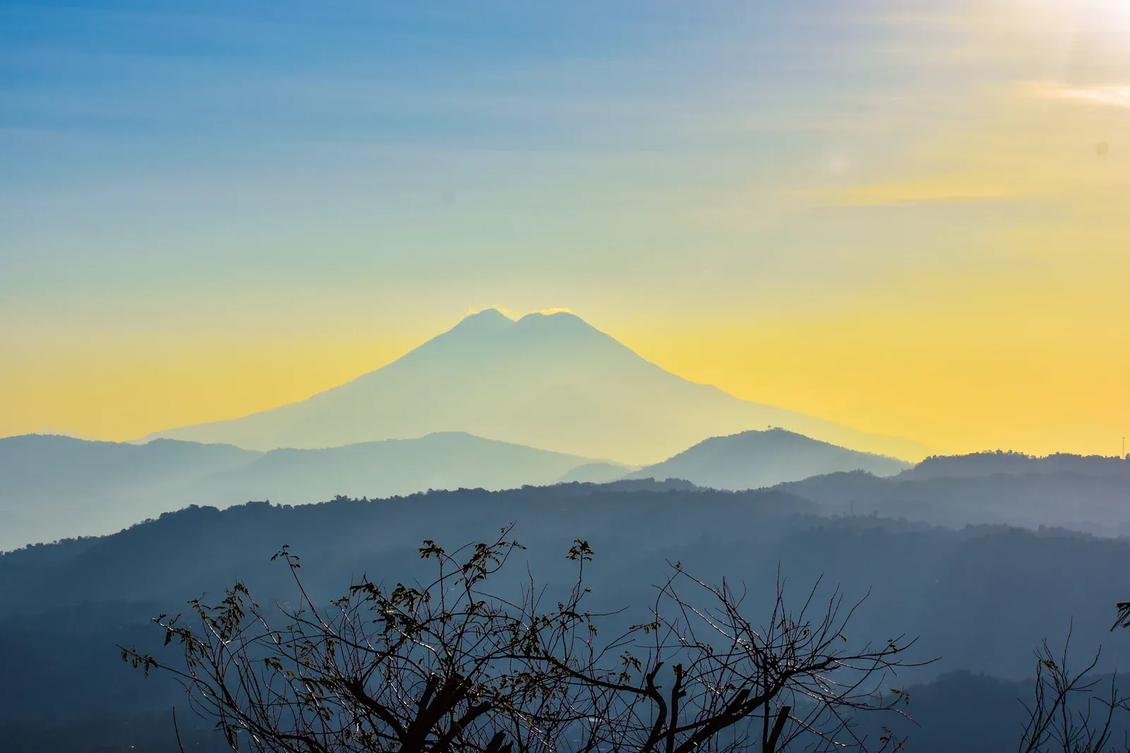Un árbol sin hojas contra el amanecer