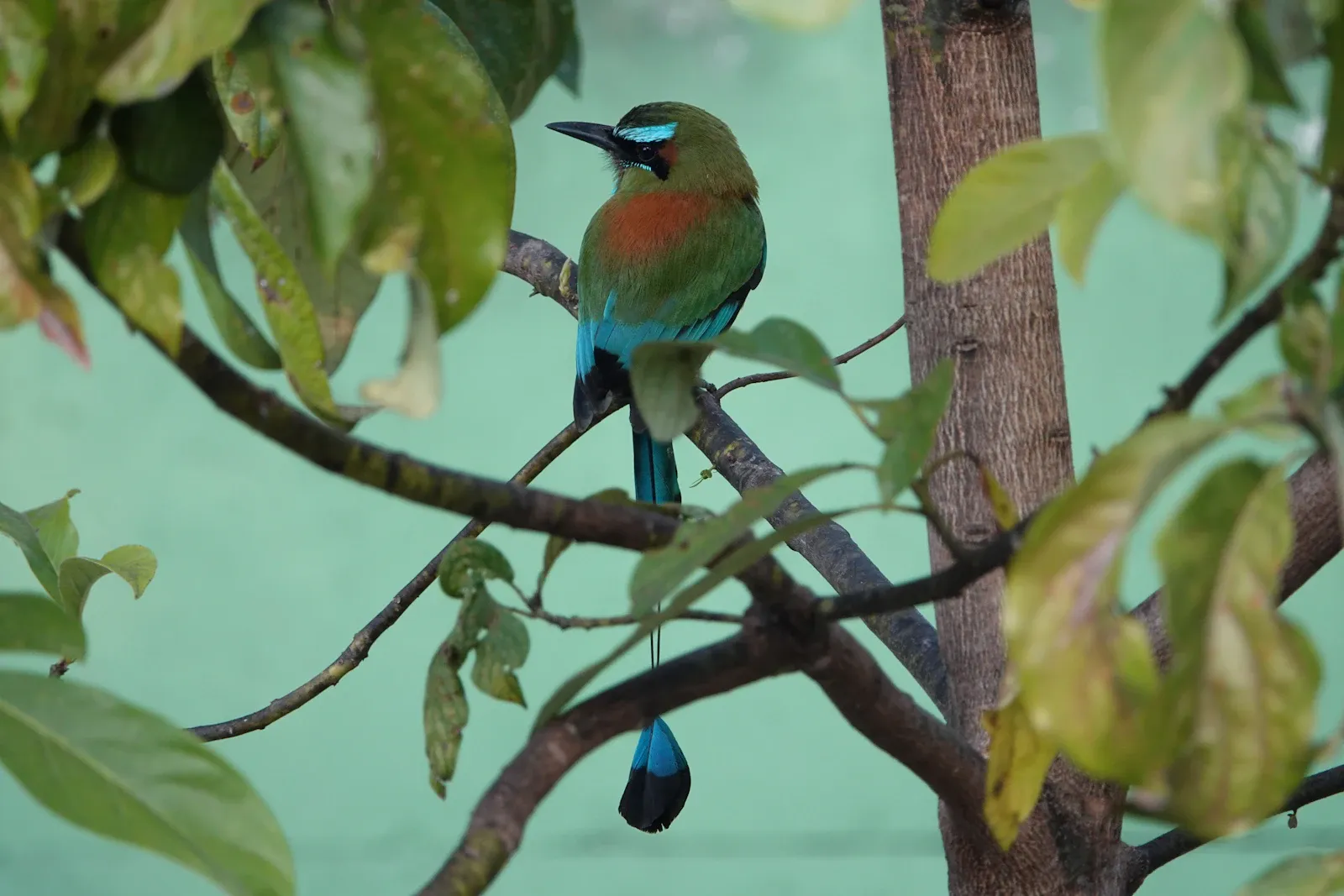 Un ave colorida posada en una rama
